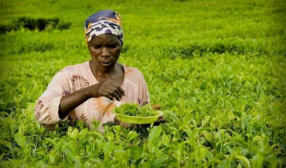 Advances in Smallholder Tea Farming in Malawi - STiR Coffee and Tea Magazine | Global Business Insight on Coffee and Tea