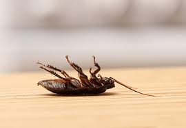 Bengal Roach Spray Gold Review Updated For 2021 Pests Org