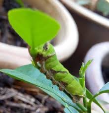 Boleh digunakan utk membuat minuman , dimakan dan. Ulat Di Daun Limau Purut Daun Limau Tanaman