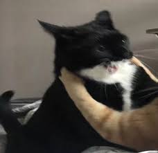 Kedi Resimleri Kedi Resimleri