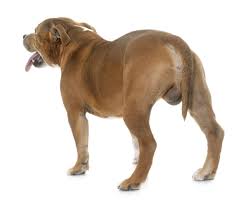 This includes enlarged mammary glands and nipples, a pendulous prepuce, hair loss, and hyperpigmentation (darkening) of the skin. Why You Should Castrate Your Dog Thornleigh Veterinary Hospital