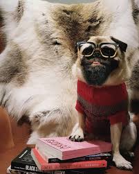 pinned to pug a pug pugs your dog dog breeds