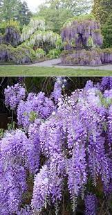 Blue Japanese Wisteria Vine Garden Vines Flower Garden Plants Japanese Garden
