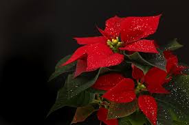Poinsettias Are Not Poisonous But There S Something Else You Should Know Poinsettia Every Rose Animals Friends