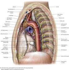 Choose from 500 different sets of flashcards about mediastinum on quizlet. Mediastinum Atlas Of Anatomy
