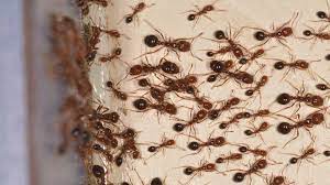 It also prevents swelling and skin itching on the skin caused by the bite of fire ants and other insects. Fire Ants Symptoms And Treatments