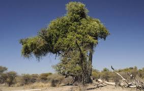 Image result for Capparis tomentosa