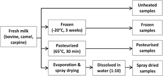 No, camels belong to the genus camelus.bovine animals belong to the subfamily bovinae, and include domestic cattle, bison, buffalo and yaks. Proteomic Study On The Stability Of Proteins In Bovine Camel And Caprine Milk Sera After Processing Sciencedirect