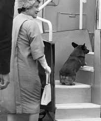 Use today's promo code when you book. Can You Fly To The Uk With A Small Dog In The Cabin Here S How Quartz