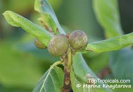 Image result for Guettarda