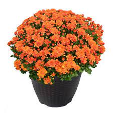Chrysanthemums Mums Are 1 Of The Most Popular Fall Garden Flowers They Reliably Deliver A Burst Of Color In Co In 2020 Planting Mums Flower Pots Fall Flowers Garden
