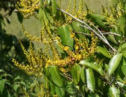 Image result for Rhabdophyllum arnoldianum