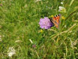 Image result for Komule střídavolisté