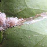 Image result for Mealybug cucumber