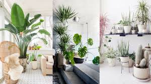Plant Trends For Inside Indoor Plants Ideas 25 Best Indoor Plants Ideas Simple Ways To Decorate With Plant Decor Indoor Plant Decor Indoor Plants Bedroom