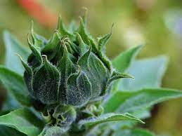 Sunflowers Buds Green Girasoli Fiori Bocciolo
