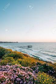 We did not find results for: Flowers And View Of Scripps Pier At Sunset In La Jolla Shores San Diego California Stock Photo Picture And Royalty Free Image Image 124394643