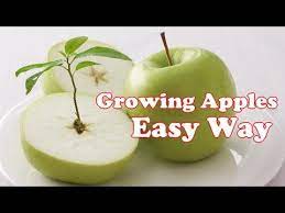 Easy Way How To Grow An Apple Tree From Seed Apple Tree From Seed Growing Fruit Trees Growing Apple Trees