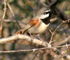 Birds That Start With Red Red Shouldered Vanga Calicalicus Rufocarpalis Birds Rare Birds Bird Species