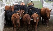 Resultado de imagen para nueva microempresa ganadera ganaderia