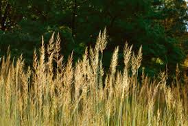 Image result for Sorghastrum stipoides