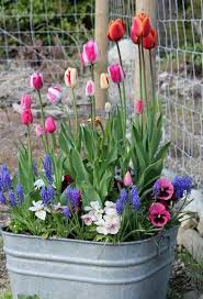 Pin By Rhonda Cooke On Flowers Garden Containers Planting Bulbs Container Gardening