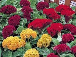 Image result for Nicolasia coronata