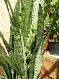 Sansevieria, paşa kılıcı, peygamber kılıcı, kılıç bitkisi gerçekten gece oksijen salgılıyor mu? Muhammet Karahan On Twitter Bu Cicek Peygamber Kilici Cicegi Bu Cicek Acarsa Evin Catisina Ulasinca Cok Zengin Oluyomus Bu Dogru Https T Co 54werkxrwh