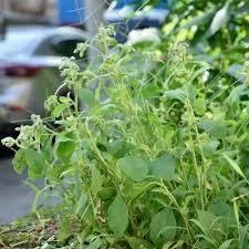 Image result for Anisotes formosissimus