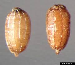 Image result for Monochoria