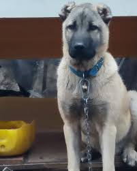 43 Begenme 0 Yorum Instagram Da Guneydogu Kangal Guneydogu Kangal Cesur Kangal Malakli Gureh Trkangal Egekangal Guneydogu In 2020 Dogs Animals Husky