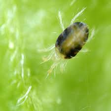 Image result for spotted spider mite