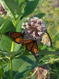 4.0 out of 5 stars 137. Milkweeds Are The Only Sorts Of Food For The Monarchs As Well As The Queen Butterflies If We Do Not Keep Up With Milkweed Milkweed Flower Pollinator Garden