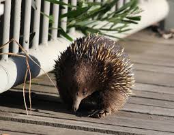 From what you say i assume you notice peoples voices more, so maybe voices are one of the things you specifically appreciate or are attracted to. Echidna Csi App Using Public To Build Australia Wide Research Project The Northern Daily Leader Tamworth Nsw