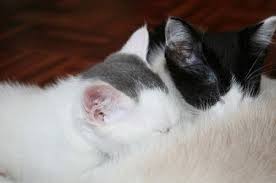 A kitten is a juvenile cat. How Many Placentas Do Cats Have When They Re Born Upgrade Your Cat Cats Kitten Care Pregnant Cat