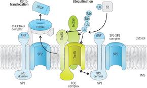 Nov 21, 2019 · to quote edward r. Ubiquitin Dependent Chloroplast Associated Protein Degradation In Plants Science