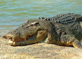 Bird Cleaning Crocodile Teeth Australian Saltwater Crocodiles Are By Far The Most Dangerous Australian Animals Luckily Few Australian Reptiles Are Dangerous Most Of Th Reptiles Australian Saltwater Crocodile Australia Animals Saltwater Crocodile