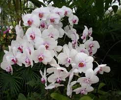 Una delle tantissime incredibili immagini gratuite su pexels. Fiore Giallo Simile All Orchidea Orchidea Significato In Amore E Amicizia Sapone A Forma Di Fiore Fragranza Limone Deporte Registrado