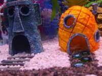 Betta fish rue (decor change). Betta Fish Decoration Ideas Vang Bettas