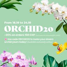 Image result for Angraecum moandense