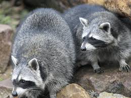 Als pelzlieferant wurde der waschbär in den 1920/30er jahren aus nordamerika zu uns gebracht und fristete sein dasein in den folgejahren hauptsächlich in pelzfarmen. Unliebsame Nachbarn Obermichelbach Nordbayern De