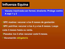Check spelling or type a new query. Vacunas En Equinos Ppt Video Online Descargar