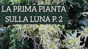 Pianta pulisci aria / nebulizzare le piante dall'aria: 9 Piante Che Depurano L Aria Di Casa Youtube