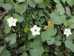 Image result for Ipomoea obscura