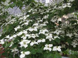 While the florals, by beach plum floral, featured mainly whites and greens, deep blues and purples were also present. Kousa Dogwood In Our Cape Cod Garden