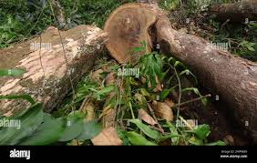 Image result for Pericopsis