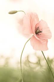 Soft Pink Flower Against The White Background Gorgeous Soft Pink Flower Against The White Background Go In 2020 Flower Backgrounds Poppy Flower Drawing Poppy Flower
