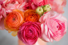 Pots per tuber, or set several tubers in a larger pot. How To Grow Ranunculus Richard Jackson Garden