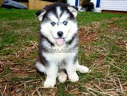 The siberian husky will respond well to training if you are a strong leader who works with the dog consistently. Choosing Your Pet Siberian Husky Doberman Pinscher Husky Palace