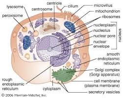 Cell Definition Types Functions Britannica